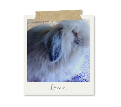 Rabbit 2